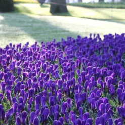 Crocus 'Flower Record' 20 Crocus 'Flower Record' -UK Garden Plants Sales 2024 crocus flower record 1 bb00c938 1f4b 43f0 838e f160ce5d3447