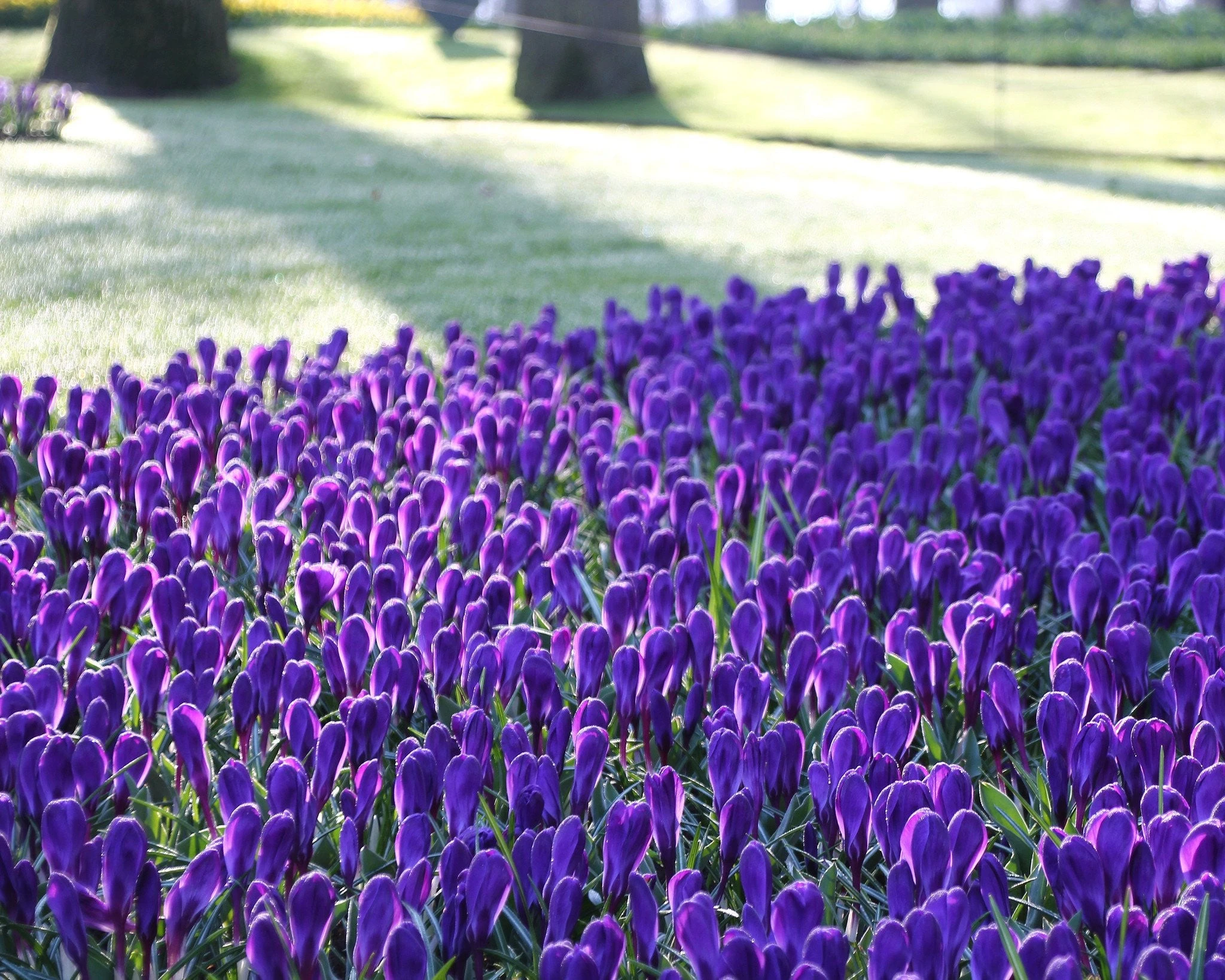 Crocus 'Flower Record' 11 Crocus 'Flower Record' - Image 9