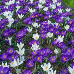 Crocus 'Flower Record' 16 Crocus 'Flower Record' -UK Garden Plants Sales 2024 crocus flower record 2