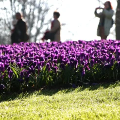 Crocus 'Flower Record' 21 Crocus 'Flower Record' -UK Garden Plants Sales 2024 crocus flower record 2 1e16093b a465 4a0e a6db 4721f6aa44d4