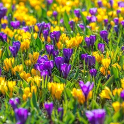 Crocus 'Flower Record' 15 Crocus 'Flower Record' -UK Garden Plants Sales 2024 crocus flower record 3