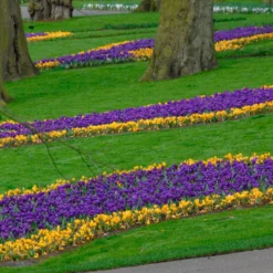 Crocus 'Flower Record' 17 Crocus 'Flower Record' -UK Garden Plants Sales 2024 crocus flower record 4