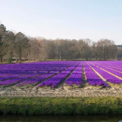 Crocus 'Flower Record' 18 Crocus 'Flower Record' -UK Garden Plants Sales 2024 crocus flower record 5
