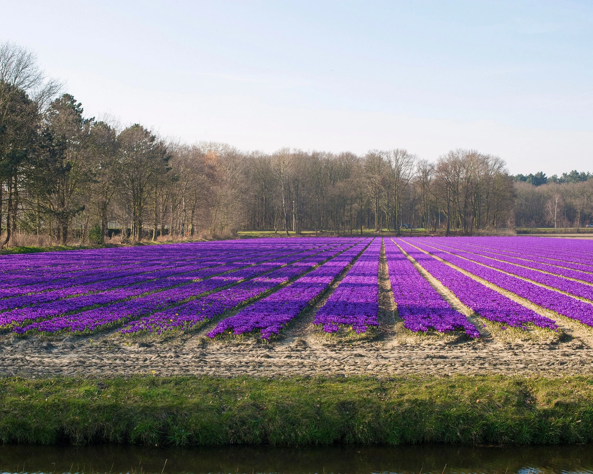 Crocus 'Flower Record' 9 Crocus 'Flower Record' - Image 7
