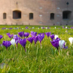 Crocus 'Flower Record' 19 Crocus 'Flower Record' -UK Garden Plants Sales 2024 crocus flower record 6