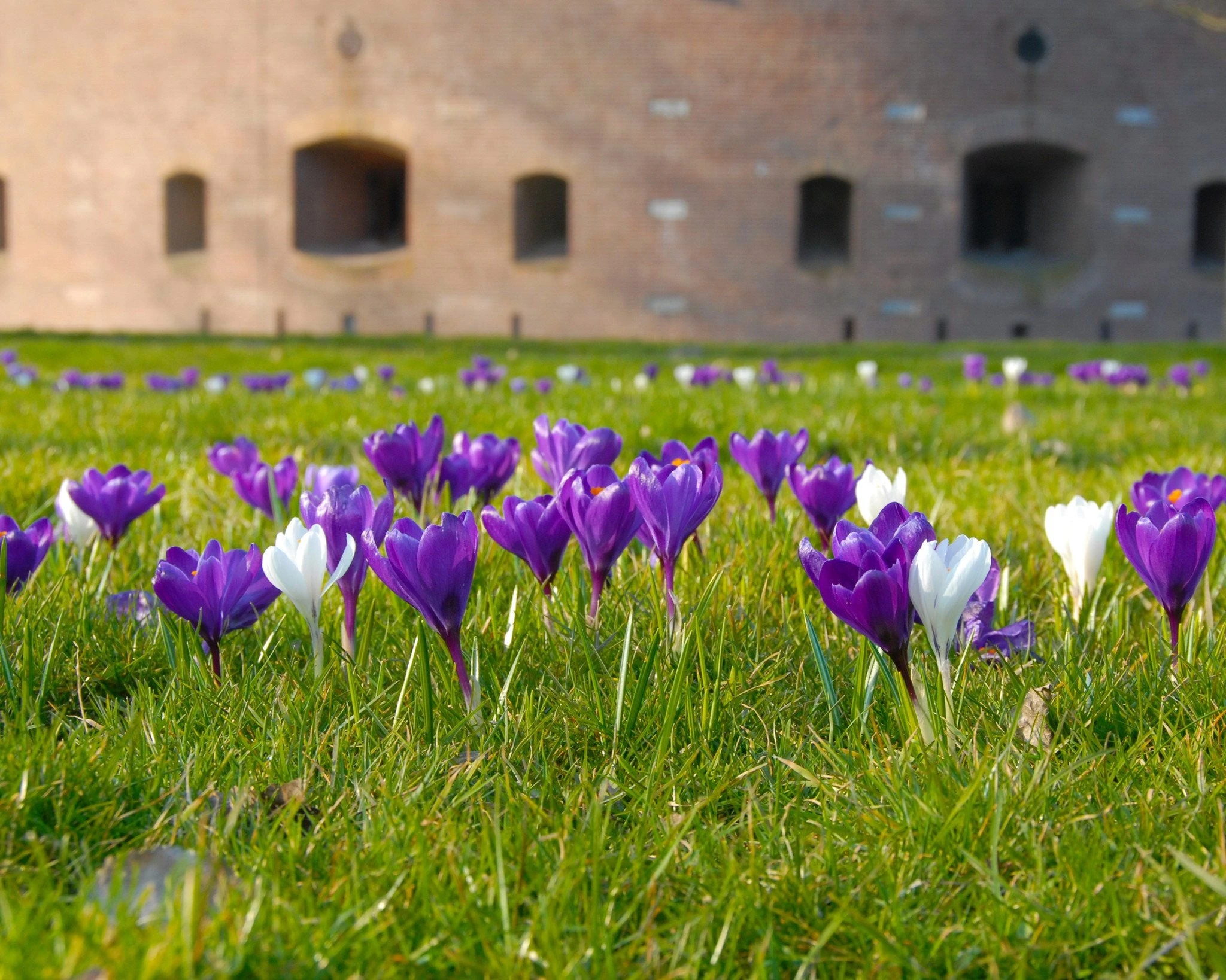 Crocus 'Flower Record' 10 Crocus 'Flower Record' - Image 8
