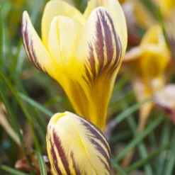 Crocus 'Gipsy Girl' -UK Garden Plants Sales 2024 crocus gipsy girl 0 scaled