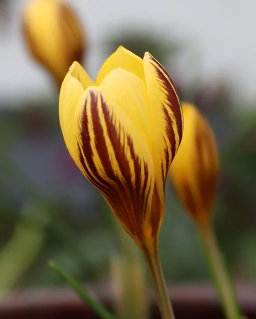 Crocus 'Gipsy Girl' -UK Garden Plants Sales 2024 crocus gipsy girl 0 3a3f8422 1f1b 464d a2ca 604602fda764
