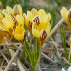 Crocus 'Gipsy Girl' -UK Garden Plants Sales 2024 crocus gipsy girl 2