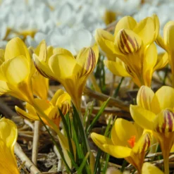 Crocus 'Gipsy Girl' -UK Garden Plants Sales 2024 crocus gipsy girl 3