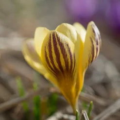 Crocus 'Gipsy Girl' -UK Garden Plants Sales 2024 crocus gipsy girl 4