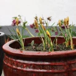 Crocus 'Gipsy Girl' -UK Garden Plants Sales 2024 crocus gipsy girl 5 scaled