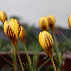 Crocus 'Gipsy Girl' -UK Garden Plants Sales 2024 crocus gipsy girl 6 scaled