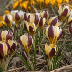 Crocus 'Herald' -UK Garden Plants Sales 2024 crocus herald 1 scaled