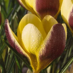 Crocus 'Herald' -UK Garden Plants Sales 2024 crocus herald 10 scaled