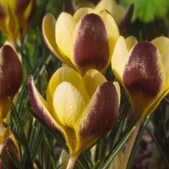 Crocus 'Herald' -UK Garden Plants Sales 2024 crocus herald 11 scaled