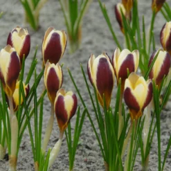Crocus 'Herald' -UK Garden Plants Sales 2024 crocus herald 3 scaled