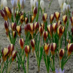 Crocus 'Herald' -UK Garden Plants Sales 2024 crocus herald 5