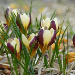 Crocus 'Herald' -UK Garden Plants Sales 2024 crocus herald 6 scaled