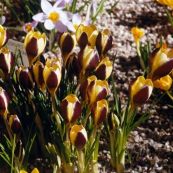 Crocus 'Herald' -UK Garden Plants Sales 2024 crocus herald 7 scaled