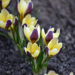 Crocus 'Herald' -UK Garden Plants Sales 2024 crocus herald 8 scaled