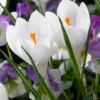 Crocus 'Jeanne D'Arc' -UK Garden Plants Sales 2024 crocus jeanne d arc 0