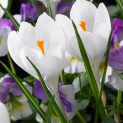 Crocus 'Jeanne D'Arc'