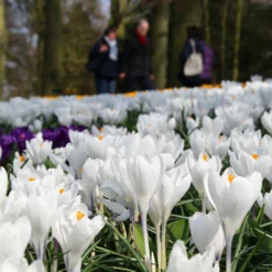Crocus 'Jeanne D'Arc' 19 Crocus 'Jeanne D'Arc' -UK Garden Plants Sales 2024 crocus jeanne darc 10