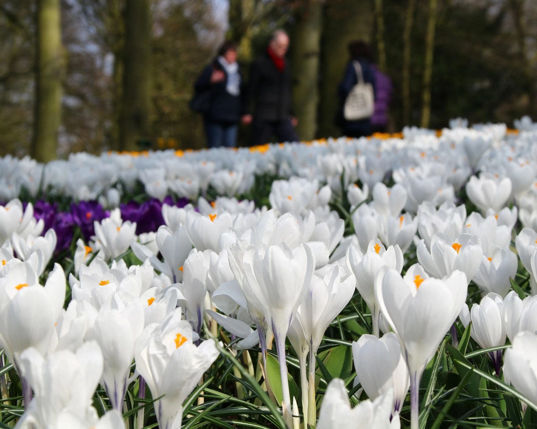 Crocus 'Jeanne D'Arc' 8 Crocus 'Jeanne D'Arc' - Image 6