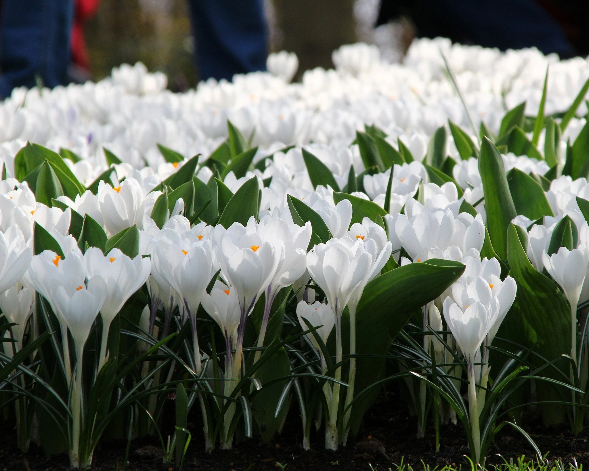 Crocus 'Jeanne D'Arc' 4 Crocus 'Jeanne D'Arc' - Image 2