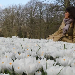 Crocus 'Jeanne D'Arc' 24 Crocus 'Jeanne D'Arc' -UK Garden Plants Sales 2024 crocus jeanne darc 13