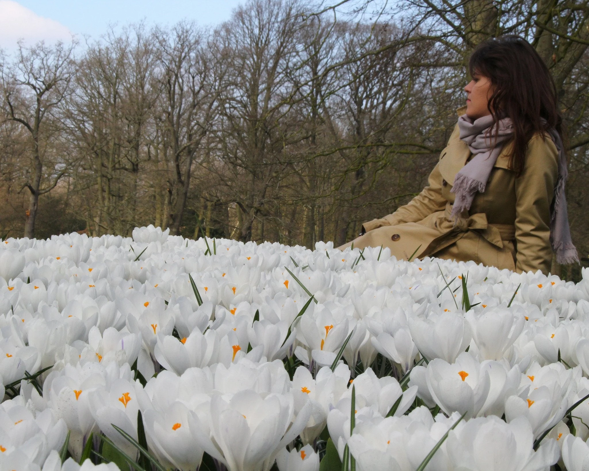 Crocus 'Jeanne D'Arc' 13 Crocus 'Jeanne D'Arc' - Image 11