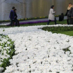 Crocus 'Jeanne D'Arc' 16 Crocus 'Jeanne D'Arc' -UK Garden Plants Sales 2024 crocus jeanne darc 14