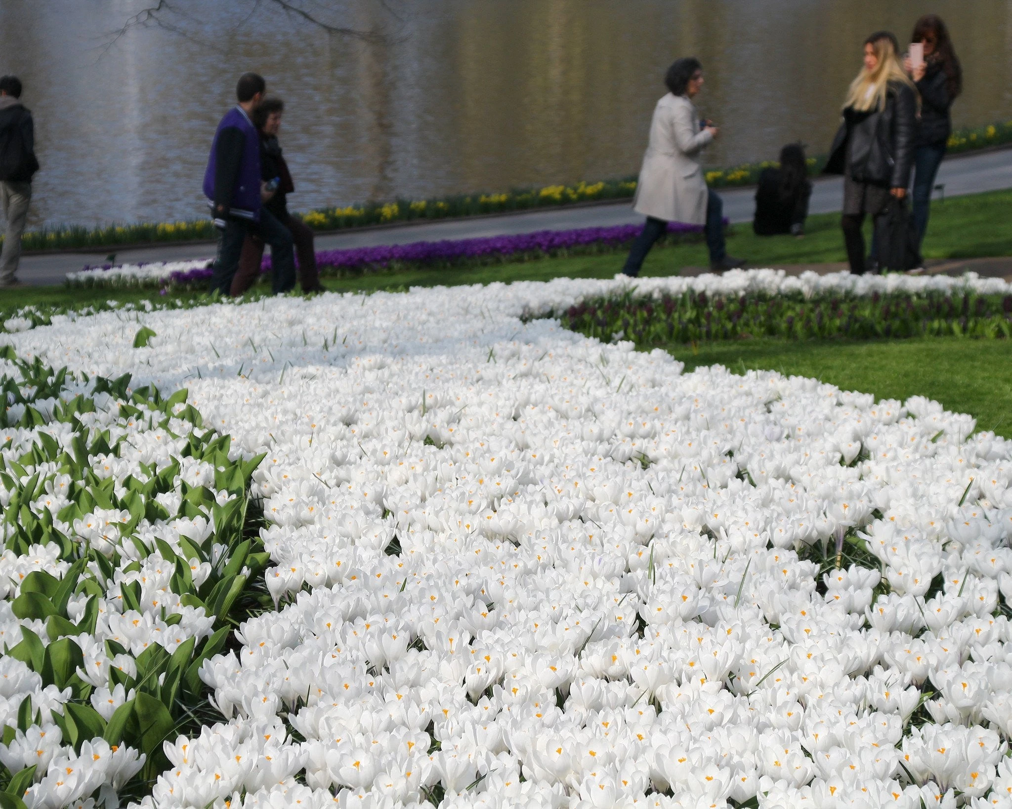 Crocus 'Jeanne D'Arc' 5 Crocus 'Jeanne D'Arc' - Image 3