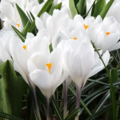 Crocus 'Jeanne D'Arc' 17 Crocus 'Jeanne D'Arc' -UK Garden Plants Sales 2024 crocus jeanne darc 1 137877d6 413d 4809 b9f8 ab5688923f5d