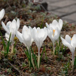Crocus 'Jeanne D'Arc' 20 Crocus 'Jeanne D'Arc' -UK Garden Plants Sales 2024 crocus jeanne darc 2