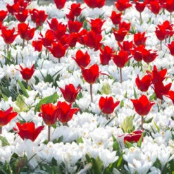 Crocus 'Jeanne D'Arc' 18 Crocus 'Jeanne D'Arc' -UK Garden Plants Sales 2024 crocus jeanne darc 3