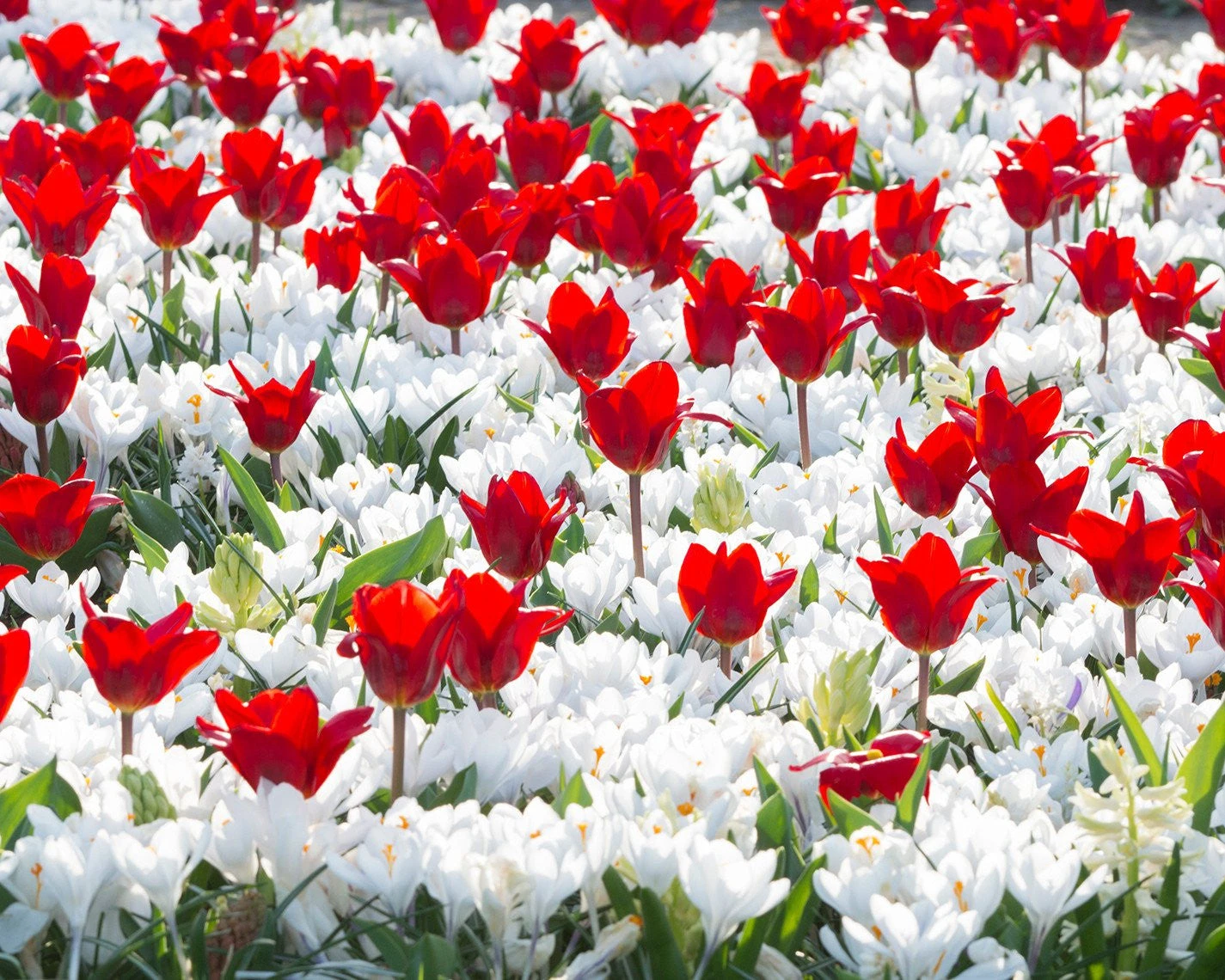 Crocus 'Jeanne D'Arc' 7 Crocus 'Jeanne D'Arc' - Image 5