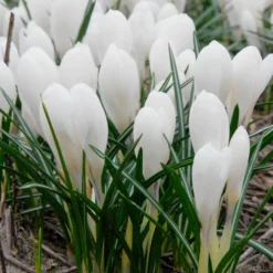 Crocus 'Jeanne D'Arc' 25 Crocus 'Jeanne D'Arc' -UK Garden Plants Sales 2024 crocus jeanne darc 4