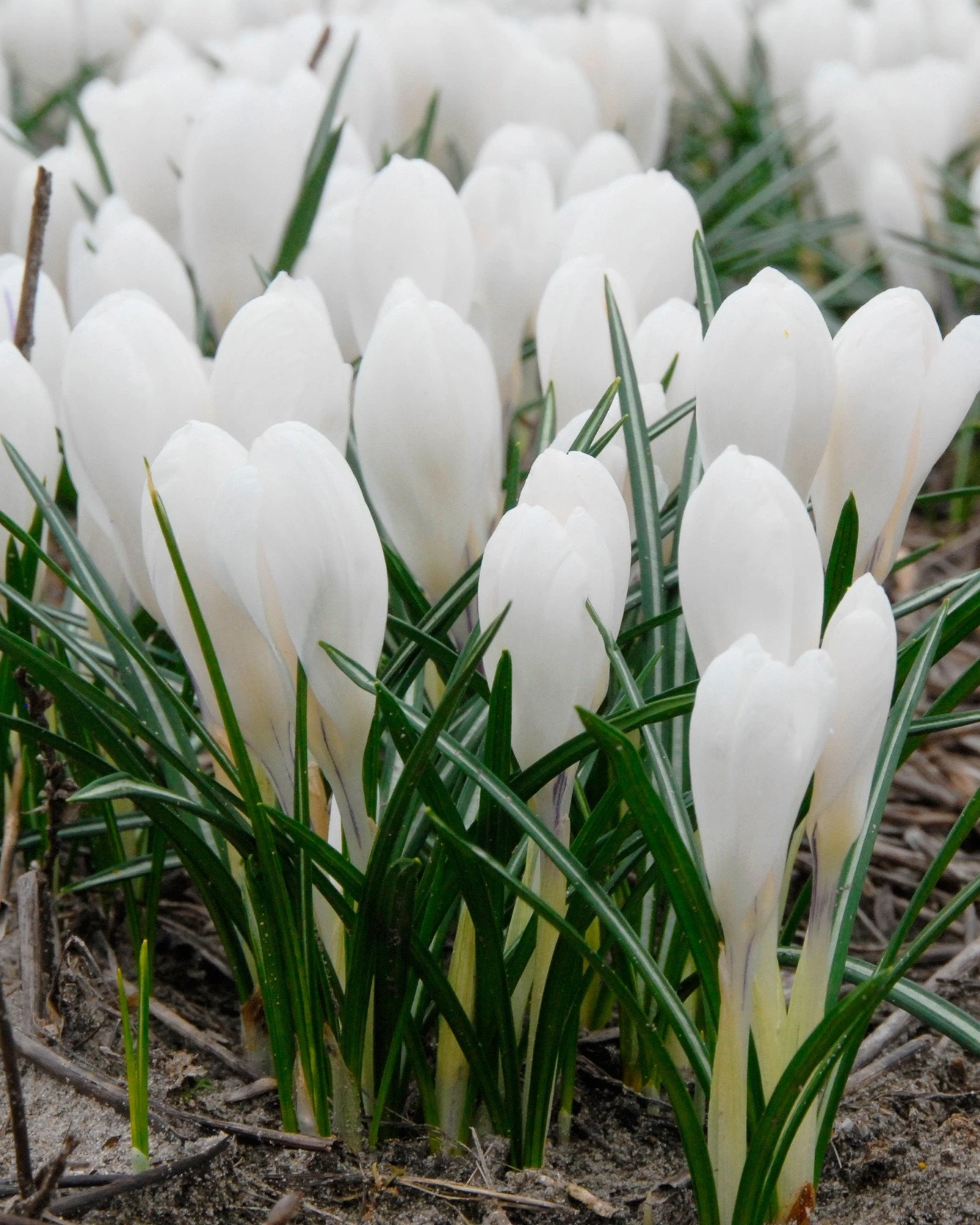 Crocus 'Jeanne D'Arc' 14 Crocus 'Jeanne D'Arc' - Image 12