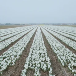 Crocus 'Jeanne D'Arc' 21 Crocus 'Jeanne D'Arc' -UK Garden Plants Sales 2024 crocus jeanne darc 5