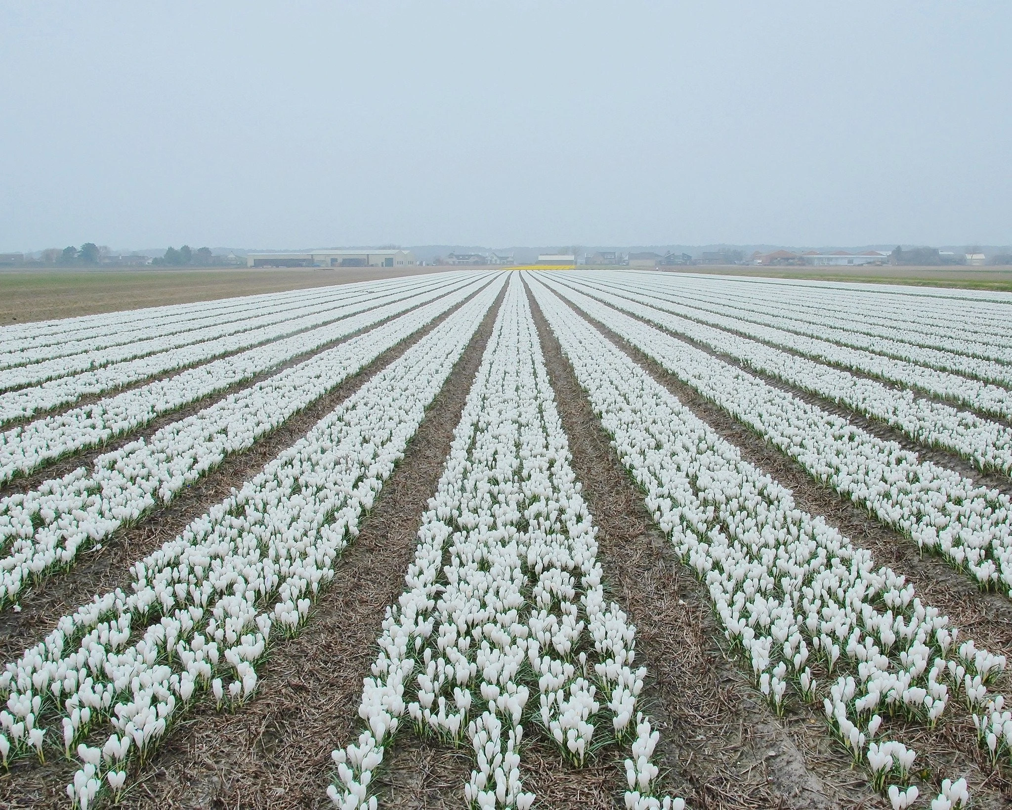 Crocus 'Jeanne D'Arc' 10 Crocus 'Jeanne D'Arc' - Image 8