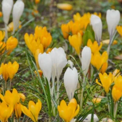 Crocus 'Jeanne D'Arc' 22 Crocus 'Jeanne D'Arc' -UK Garden Plants Sales 2024 crocus jeanne darc 6