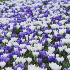 Crocus 'Jeanne D'Arc' 23 Crocus 'Jeanne D'Arc' -UK Garden Plants Sales 2024 crocus jeanne darc 7