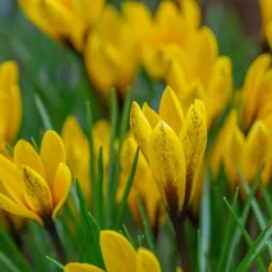 Crocus Korolkowii 9 Crocus Korolkowii -UK Garden Plants Sales 2024 crocus korolkowii 2 scaled