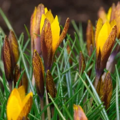 Crocus Korolkowii 10 Crocus Korolkowii -UK Garden Plants Sales 2024 crocus korolkowii 4