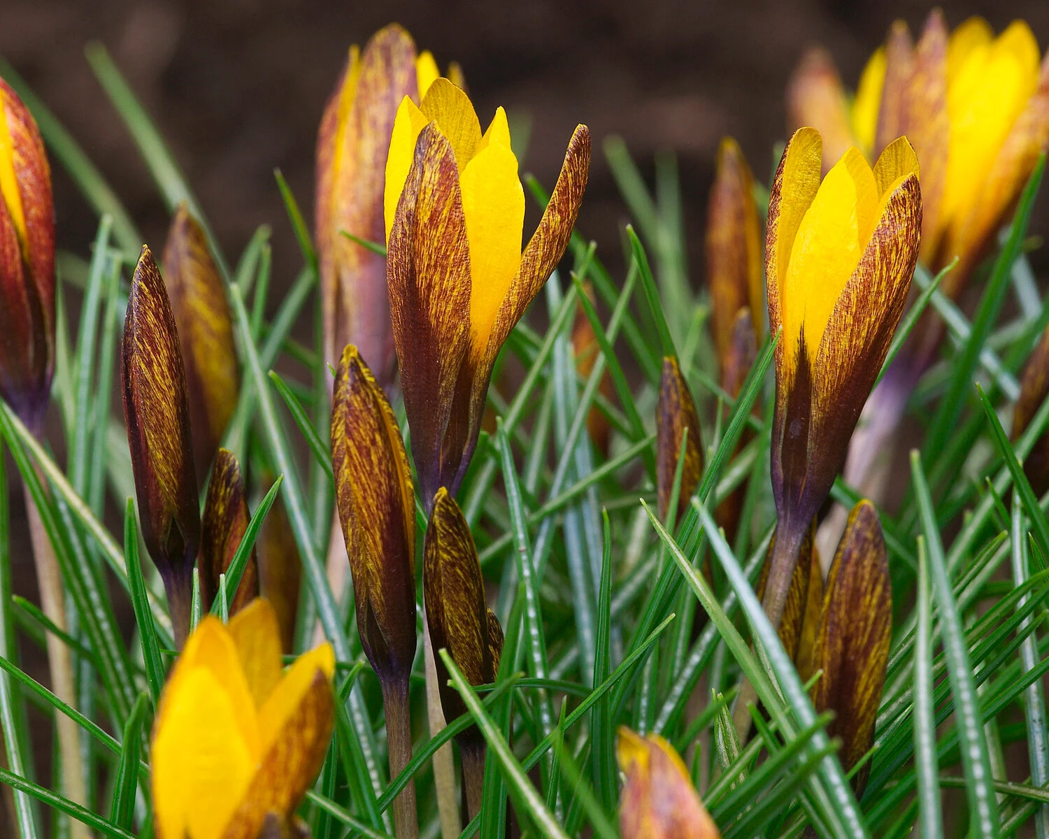Crocus Korolkowii 6 Crocus Korolkowii - Image 4