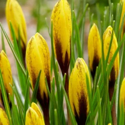 Crocus Korolkowii 11 Crocus Korolkowii -UK Garden Plants Sales 2024 crocus korolkowii 5