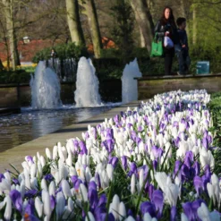 Crocus Collection 'Match Of The Day' 10 Crocus Collection 'Match Of The Day' -UK Garden Plants Sales 2024 crocus match of day 1