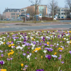 Crocus 'Mixed Colours' -UK Garden Plants Sales 2024 crocus mixed 2